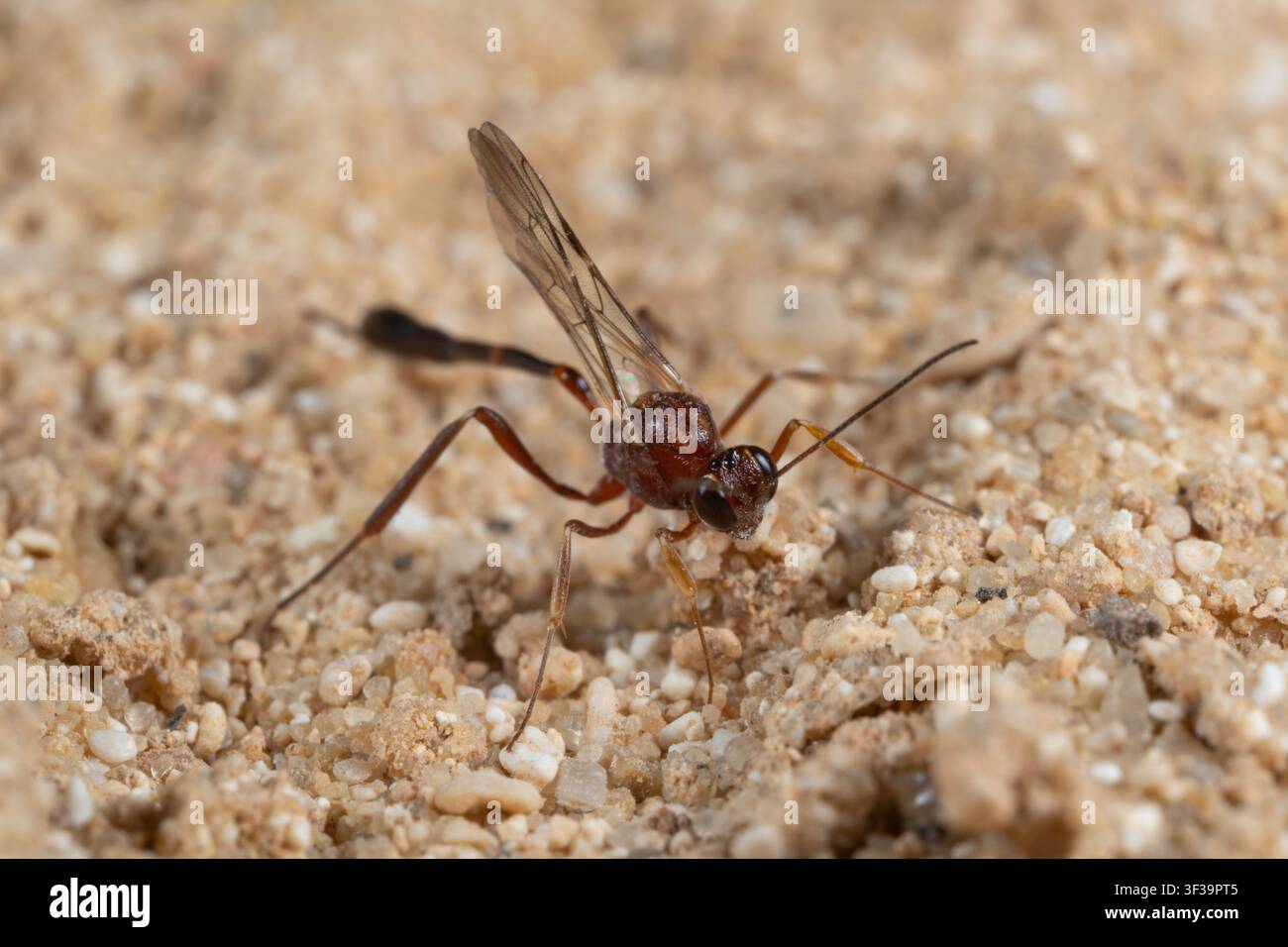 Vespa ichneumone (Anomalon sp.) sulla sabbia, ali e lungo ovopositore visibili, Matrouh, Egitto. Foto Stock