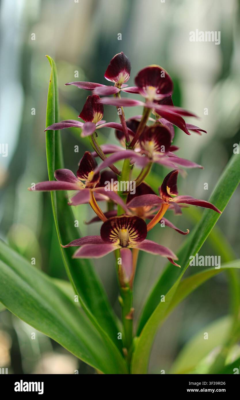 Fiori di orchidea marrone scuro (Zygopetalum) con petali frangiati al Giardino Botanico di Tallinn, Estonia. Foto Stock