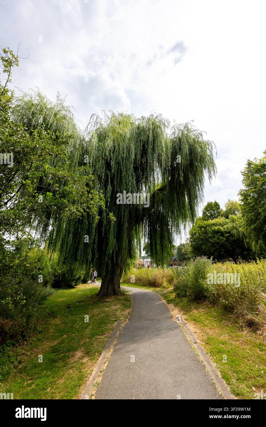 Un salice piangente si inarca su un sentiero nel Phillips Memorial Park, un parco fluviale accanto al fiume Wey a Godalming, Surrey, Inghilterra. Foto Stock