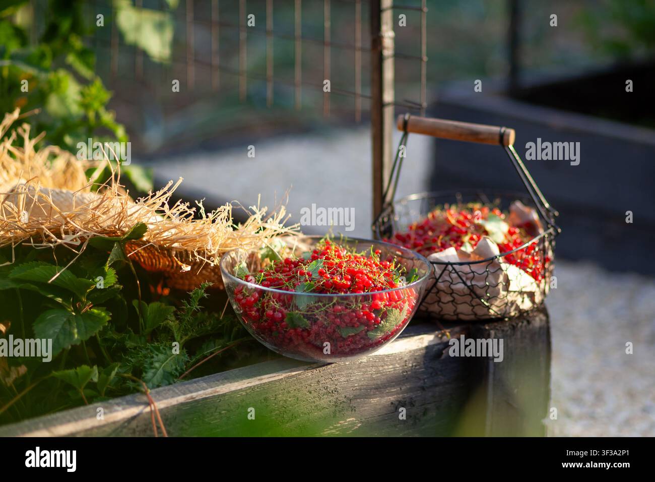 Ribes rosso appena raccolto nel giardino estivo. Bacche rosse mature raccolte e messe in un cesto e in una ciotola di vetro. Frutta coltivata biologicamente Foto Stock