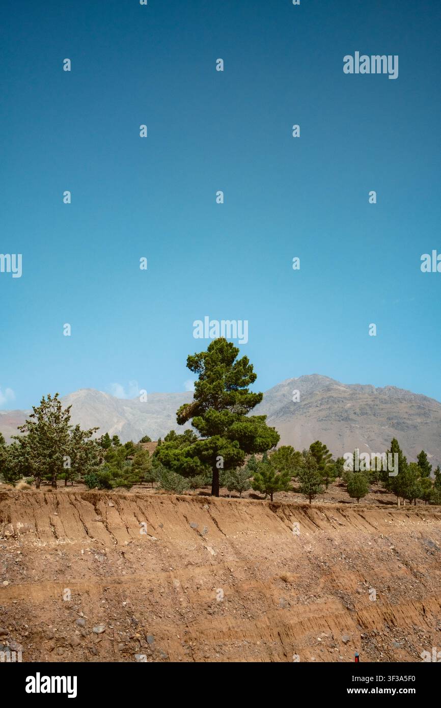 Paesaggio remoto delle Highlands con alberi sparsi Foto Stock
