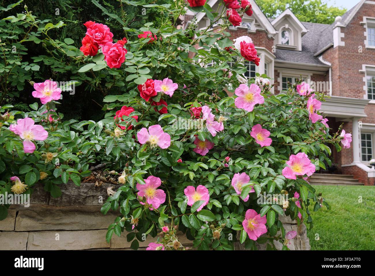 Rosa rampicante su un muro di pietra in un giardino anteriore Foto Stock