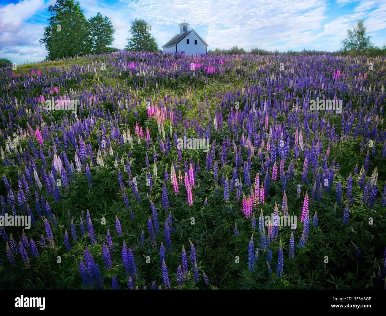 Catturato in una serena giornata di primavera a Whitefield, Maine, una pittoresca fattoria è appollaiata in cima a una collina adornata da un tappeto vivace di blu, rosa e wh Foto Stock
