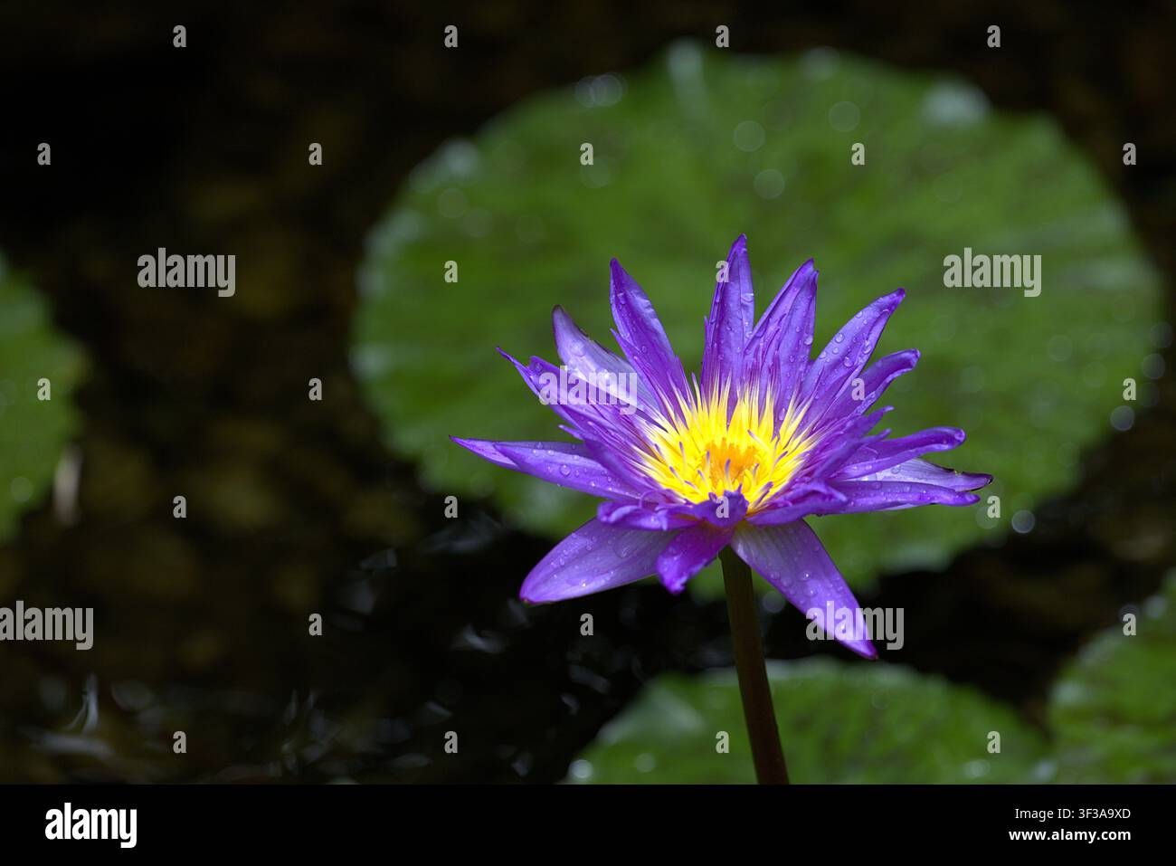 Nymphaea capensis, ninfea viola vivace che fiorisce in uno stagno scuro con foglie di ninfea verdi. Foto Stock