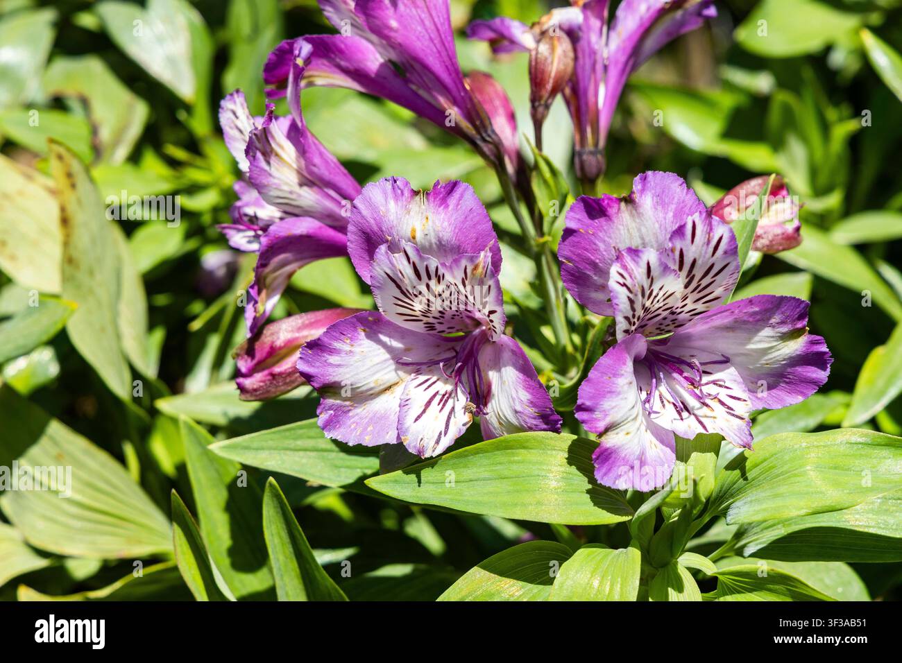 Fiori di alstroemeria (Alstroemeria 'Summer Paradise') con petali viola e bianchi, illuminati dalla luce naturale in un giardino Foto Stock