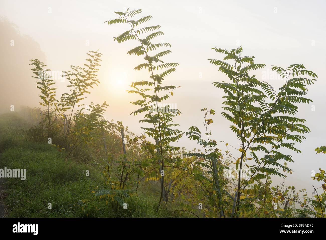 Alberi alti e slanciati nella nebbia, la luce dell'alba penetra nella foschia, un boschetto di acacia nera (Robinia pseudoacacia) nel Remstal, Baden-Württemberg, G Foto Stock