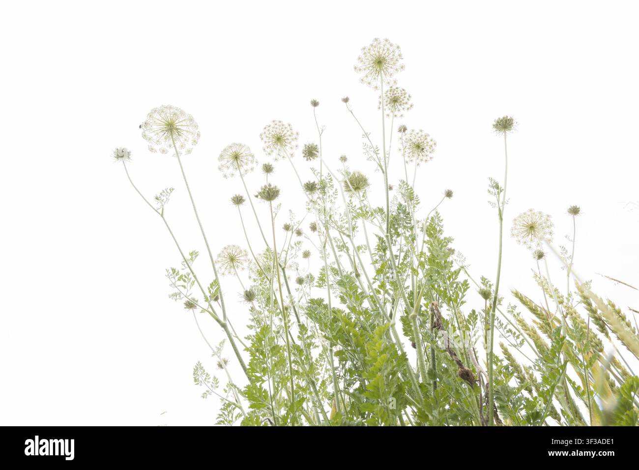 Spighe di fiori della carota selvatica (Daucus carota), Suffolk, Inghilterra, Regno Unito Foto Stock