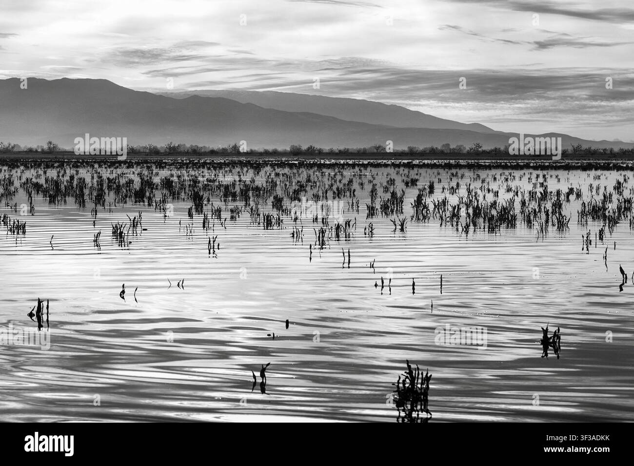 Litorale, montagne all'orizzonte, riflessi sulla superficie dell'acqua, lago Kerkini, lago Kerkini, atmosfera mattutina, monocromo, Macedonia Centrale, Grecia Foto Stock