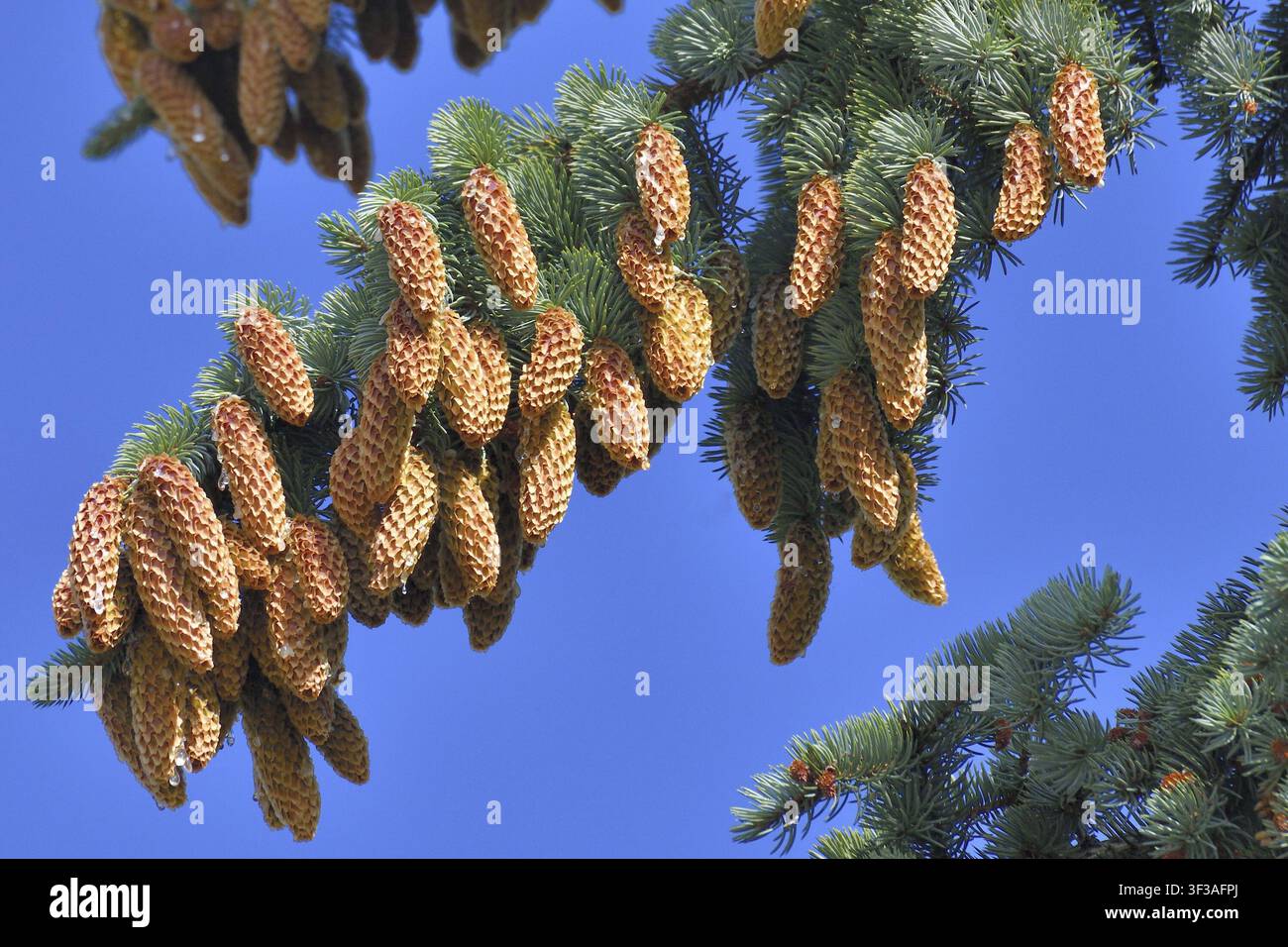 Picea sitchensis - Sitka abete rosso con grandi coni contro il cielo blu Foto Stock