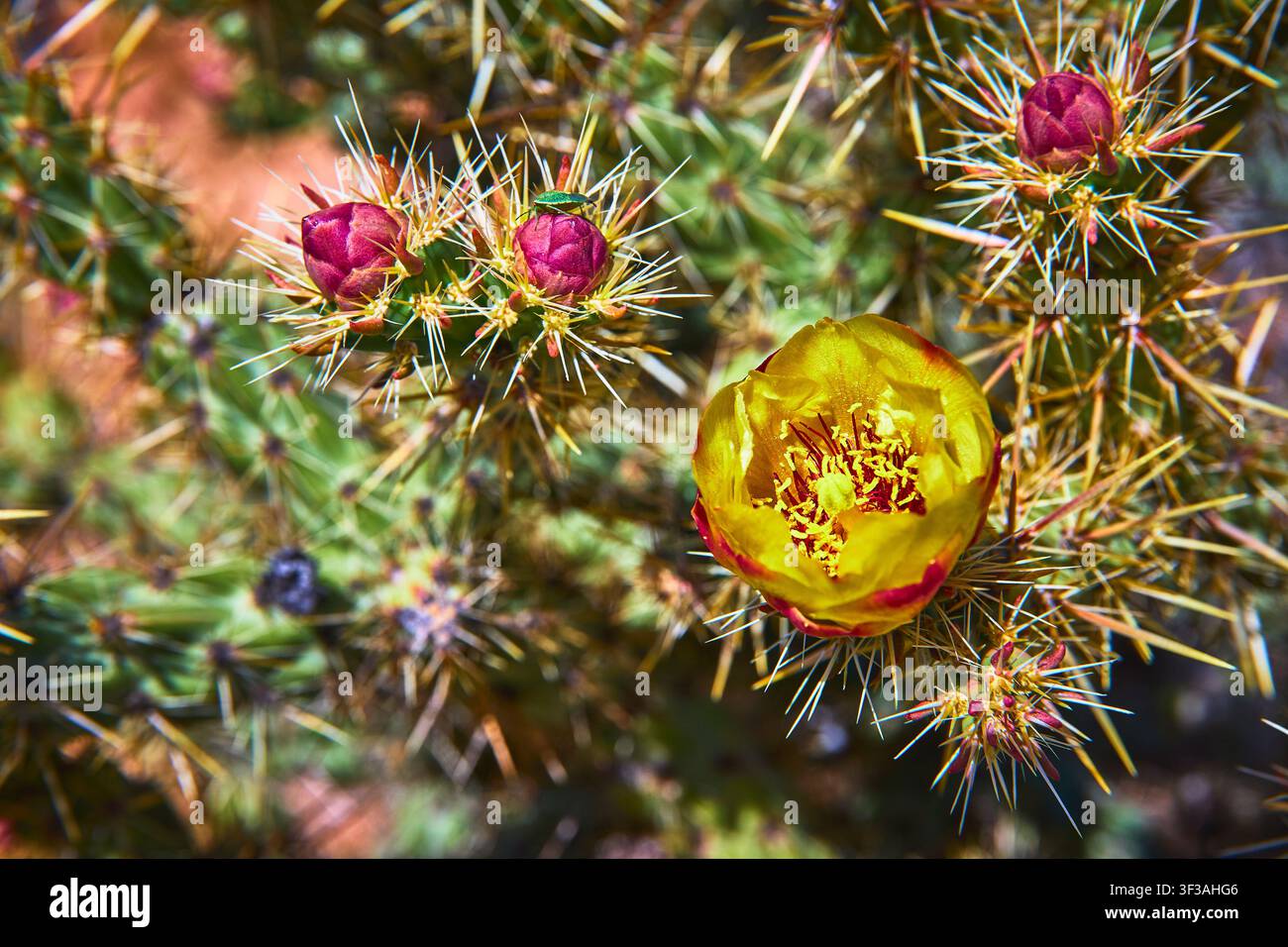 Fiore di cactus in fiore con boccioli e spine in un deserto illuminato dal sole in primo piano Foto Stock