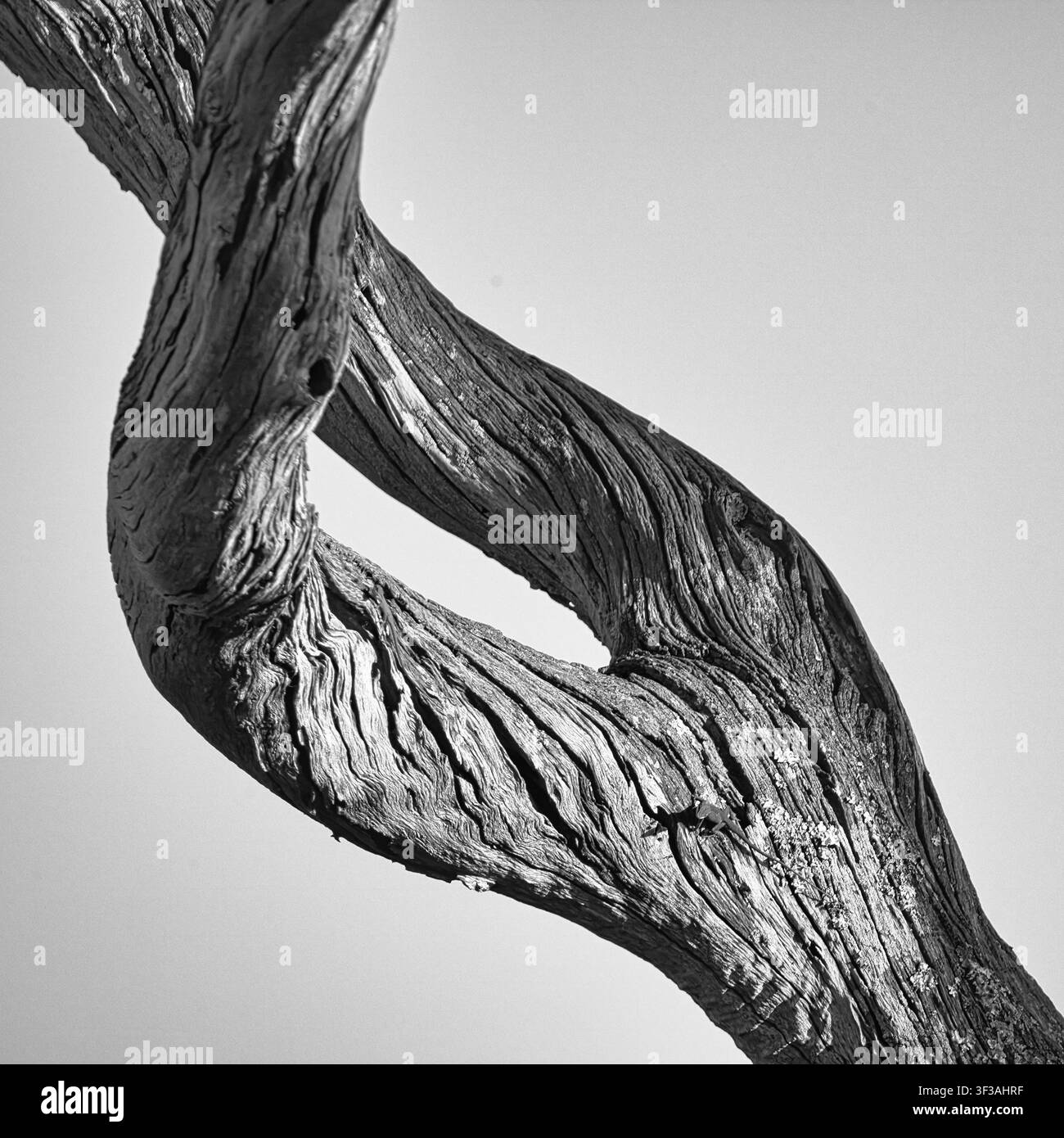 Uno studio drammatico in bianco e nero di un albero morto contorto, la cui trama marcia e il decadimento sono evidenziati mentre un geco si arrampica sulla sua corteccia. Foto Stock