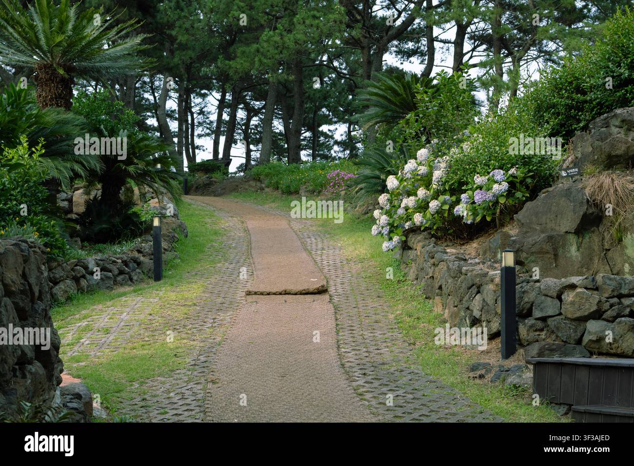 Sentiero del giardino scenografico con ortensie in fiore e palme Foto Stock