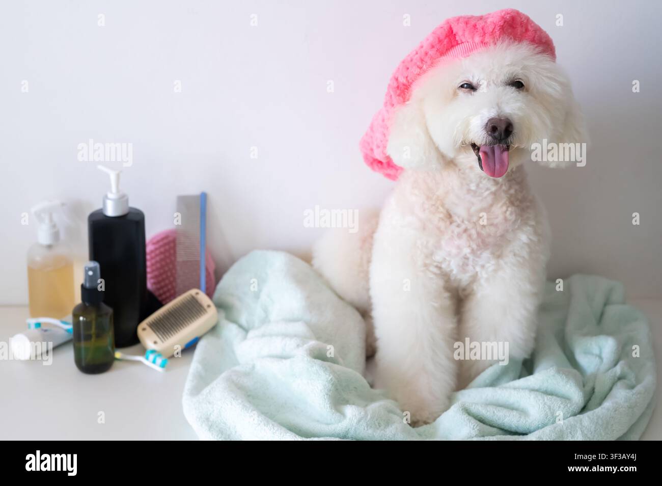 Un allegro barboncino bianco con un cappello da bagno rosa e prodotti per la cura degli animali nelle vicinanze. Foto Stock