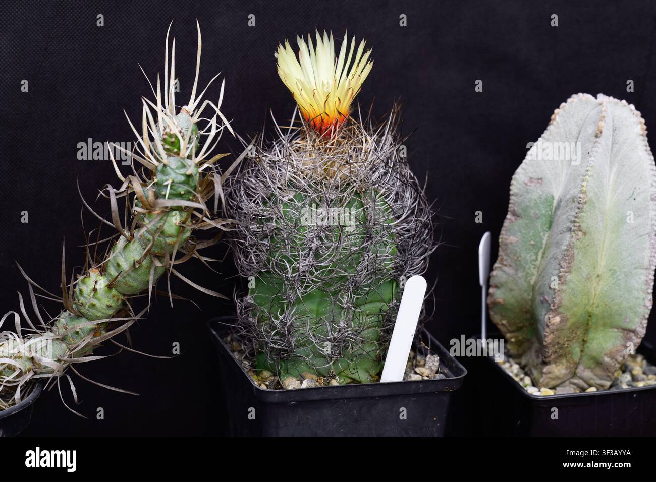 Cacto Astrophytum capricorne in fiore con fiore giallo in vaso accanto ad altre piante rare da collezione di cactus. Foto Stock