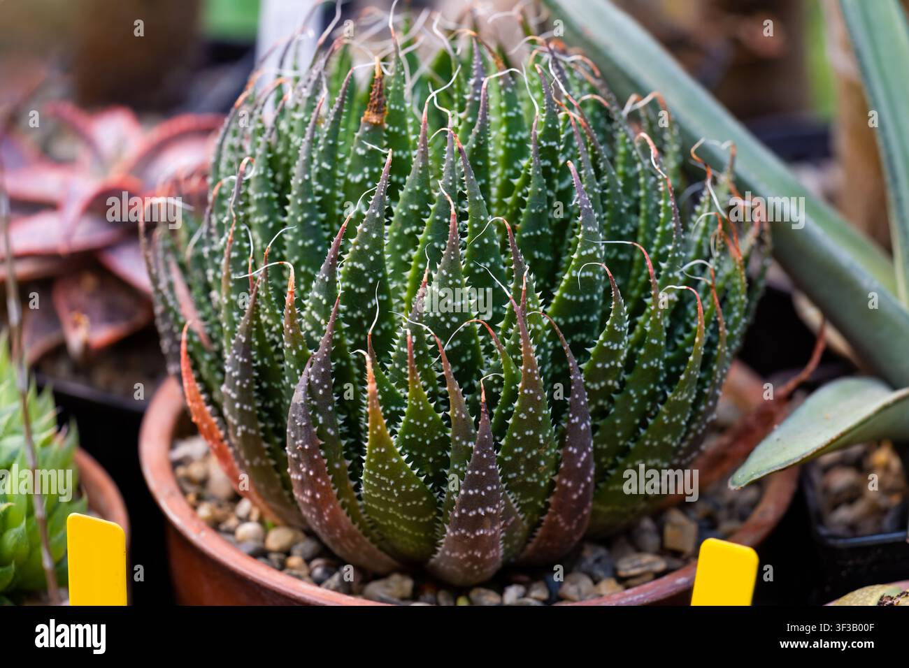 Pianta succulenta Aristaloe aristata in vaso, concentrandosi sulla rosetta verde centrale su uno sfondo scuro sfocato, vista laterale Foto Stock