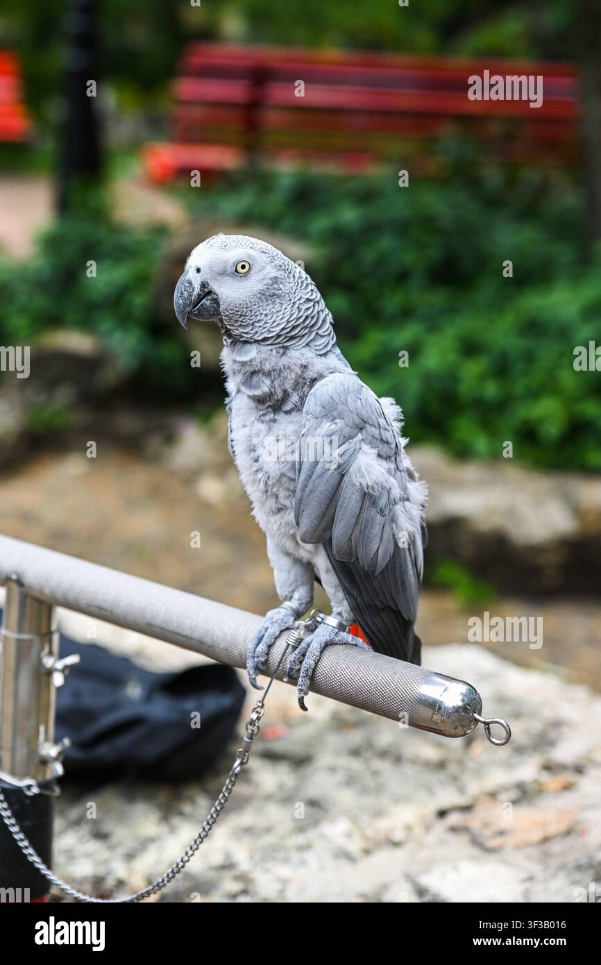 Un pappagallo grigio psittacus erithacus seduto su corrimano metallico nel parco pubblico con panchine rosse sfocate sullo sfondo a Macao in Cina Foto Stock