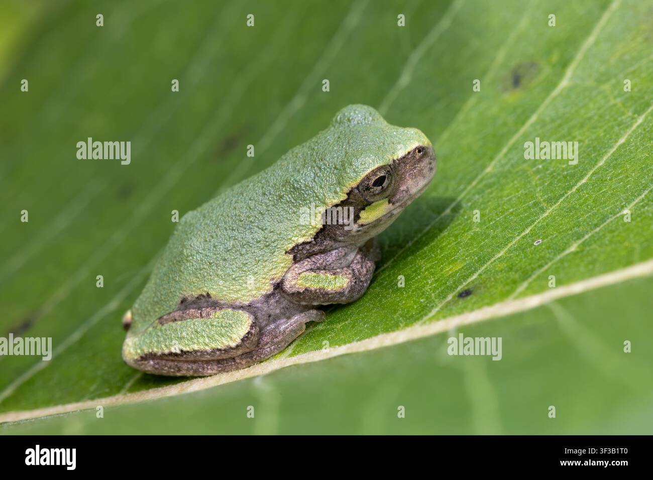 Una rana arborea grigia (Dryophytes versicolor) o forse la rana arborea grigia di Cope (Dryophytes chrysoscelis) mimetizzata con colore verde seduta su un mi comune Foto Stock