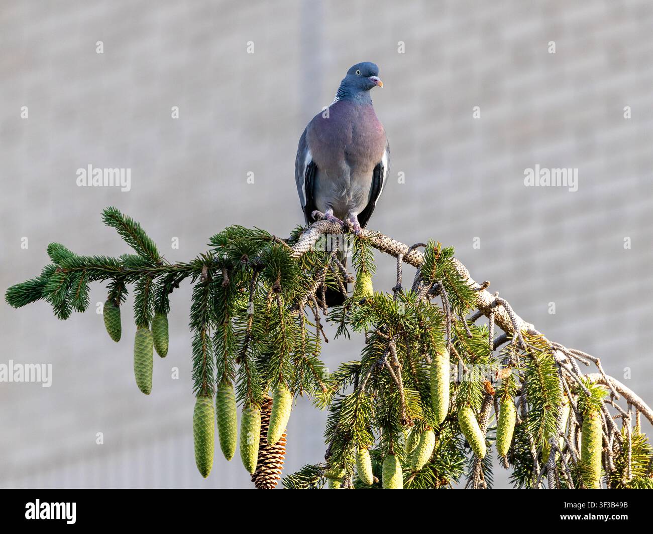 Un tranquillo piccione arroccato su un ramo d'albero in un ambiente naturale all'aperto, che mostra le sue delicate piume e la postura allerta. Foto Stock