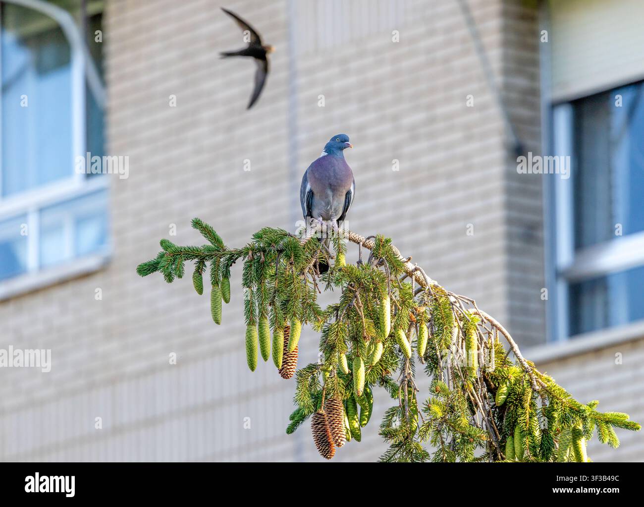 Un tranquillo piccione arroccato su un ramo d'albero in un ambiente naturale all'aperto, che mostra le sue delicate piume e la postura allerta. Foto Stock