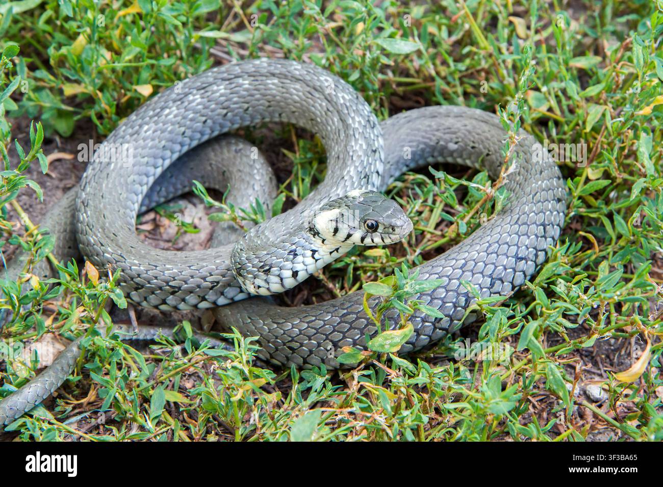 Un serpente selvatico nell'erba. Serpente nella natura. Foto Stock