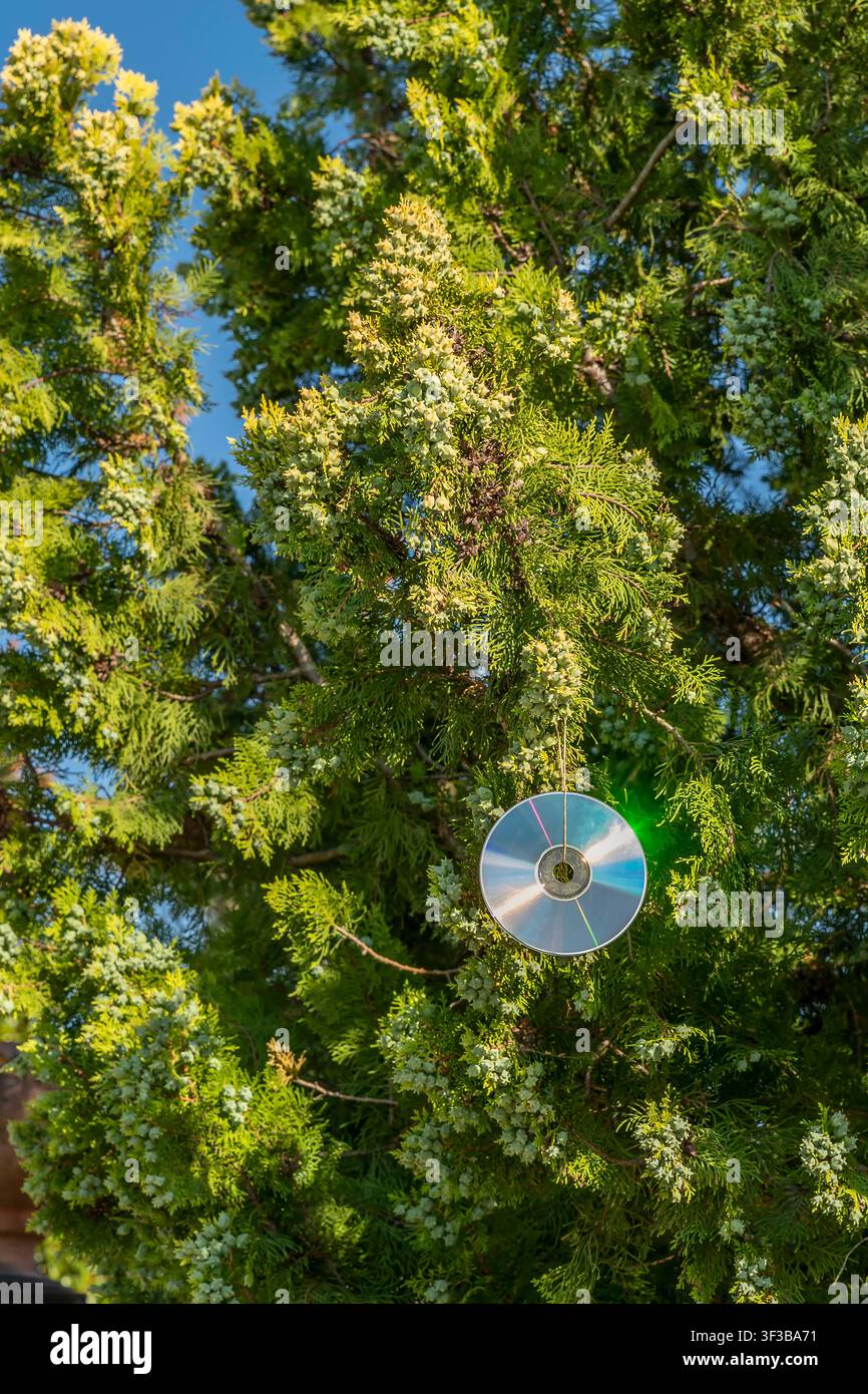 Una coppia di compact disc è stata sospesa dal ramo di una tuia per emettere riflessi che allontanano uccelli nocivi come piccioni e tortore Foto Stock