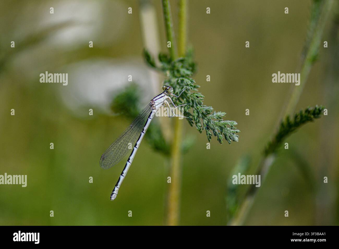 Libellula bianca che riposa sull'erba verde Foto Stock