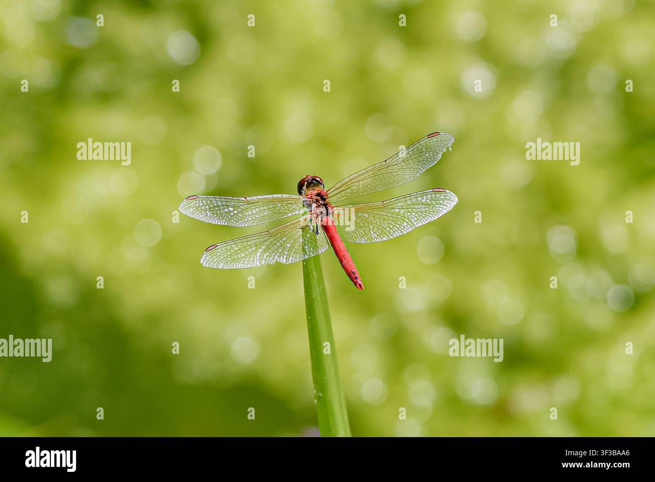 Libellula rossa appollaiata su una canna con sfondo naturale verde Foto Stock