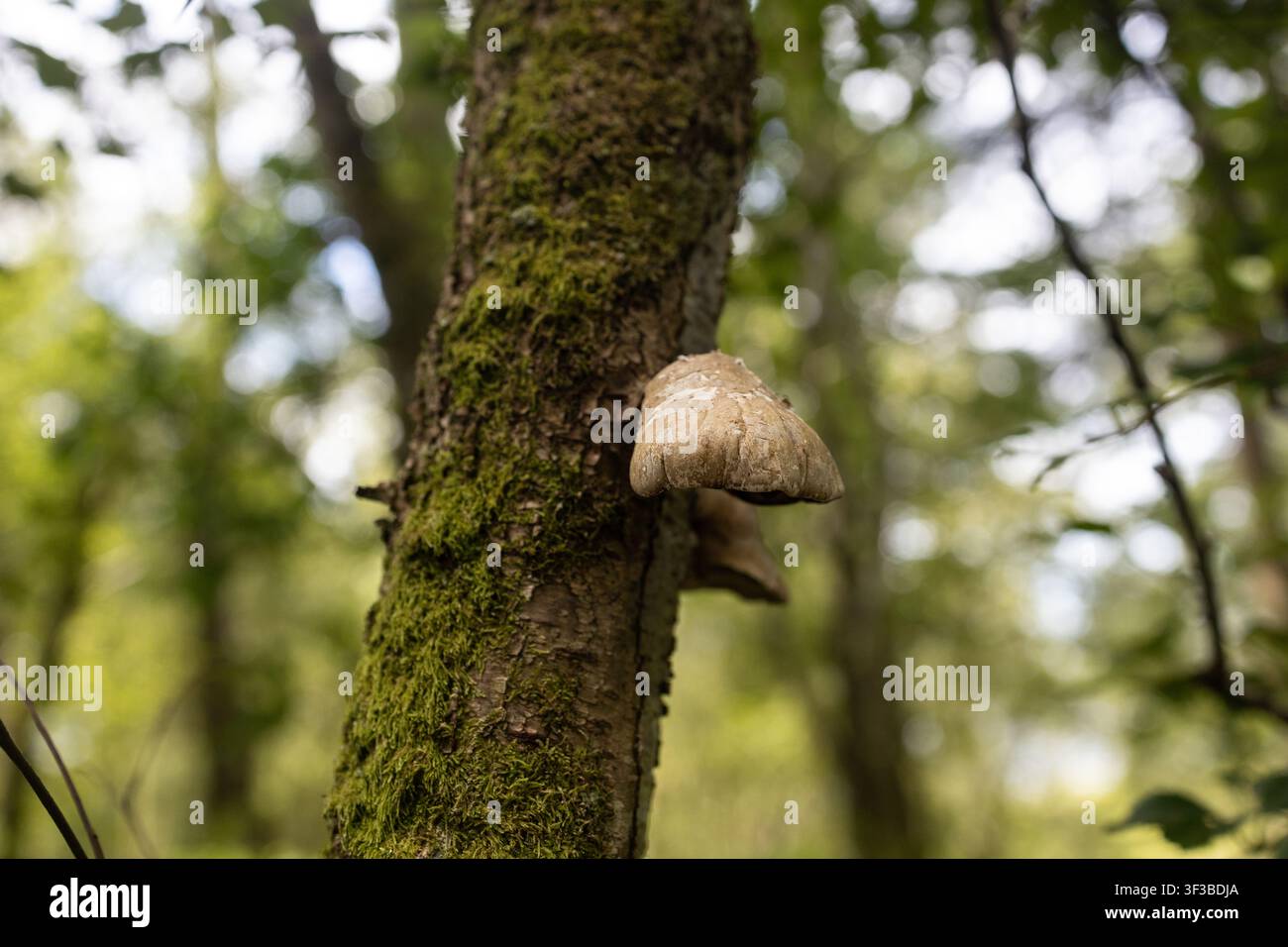 Primo piano di un fungo su un tronco d'albero Foto Stock