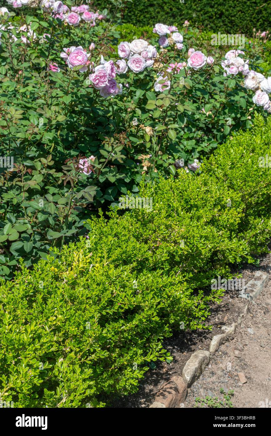 Nuova forma ibrida resistente alle malattie della pianta di bosso (Buxus) utilizzata per la siepe intorno al roseto di Dyffryn Gardens, Galles del Sud, Regno Unito Foto Stock