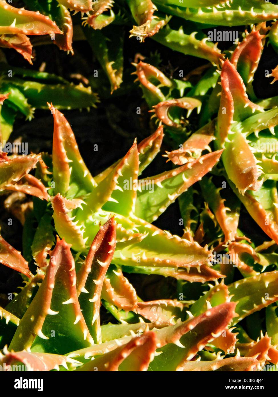 Primo piano naturale, semi-astratto, ritratto vegetale di Aloe perfoliata, aloe perforata, spine dall’aspetto feroce. Textura, equilibrio, carattere, composizione Foto Stock