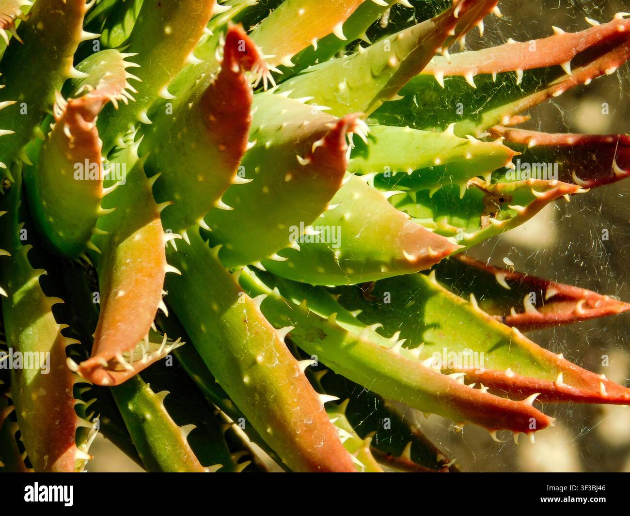 Primo piano naturale, semi-astratto, ritratto vegetale di Aloe perfoliata, aloe perforata, spine dall’aspetto feroce. Textura, equilibrio, carattere, composizione Foto Stock