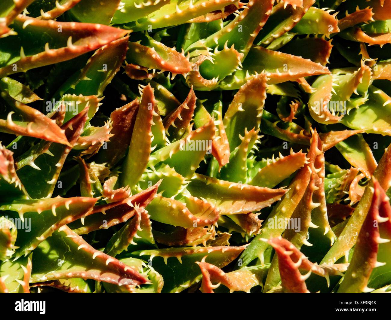 Primo piano naturale, semi-astratto, ritratto vegetale di Aloe perfoliata, aloe perforata, spine dall’aspetto feroce. Textura, equilibrio, carattere, composizione Foto Stock