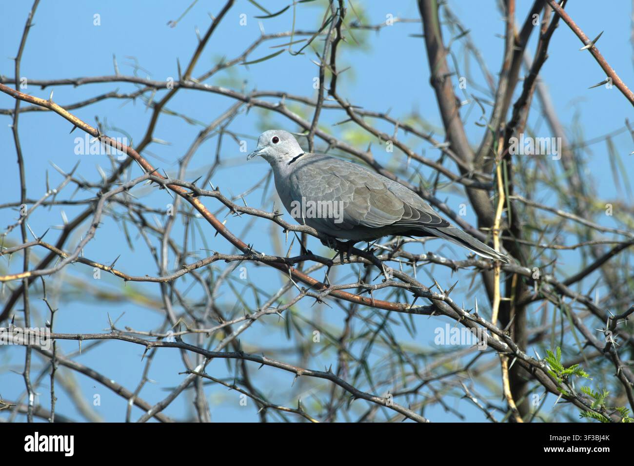 Colomba dal collare eurasiatica appollaiata tra i rami spinosi di un albero nel Parco Nazionale di Velavadar nel Gujarat, India. Foto Stock