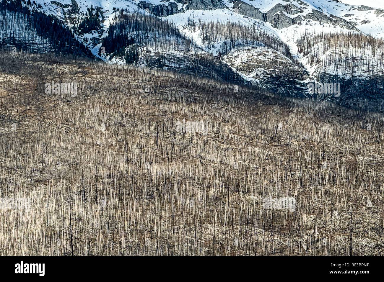 perso nella natura selvaggia Foto Stock
