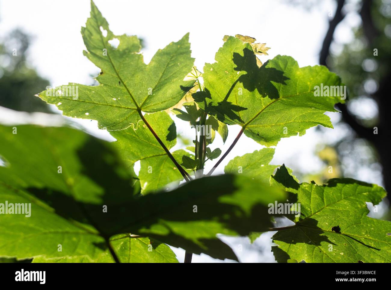 Fresche foglie verdi di sicomoro nella foresta, Worcestershire, Inghilterra. Foto Stock