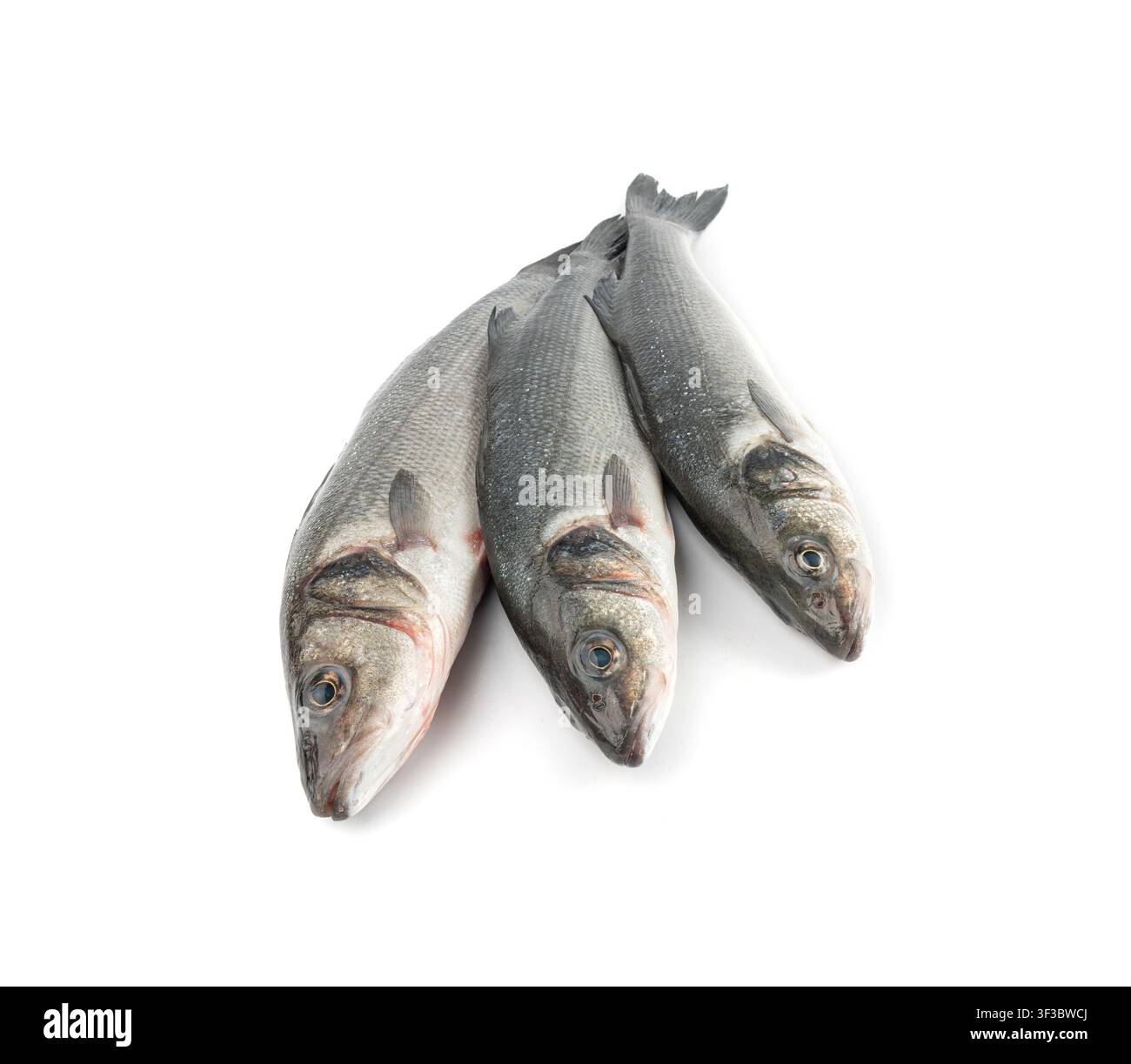 Spigola europea o Dicentrarchus labrax isolato, labrax intero crudo, spigola fresca, tre pesci di spigola comune, basso bianco, triglia bianca, dace di mare, l Foto Stock