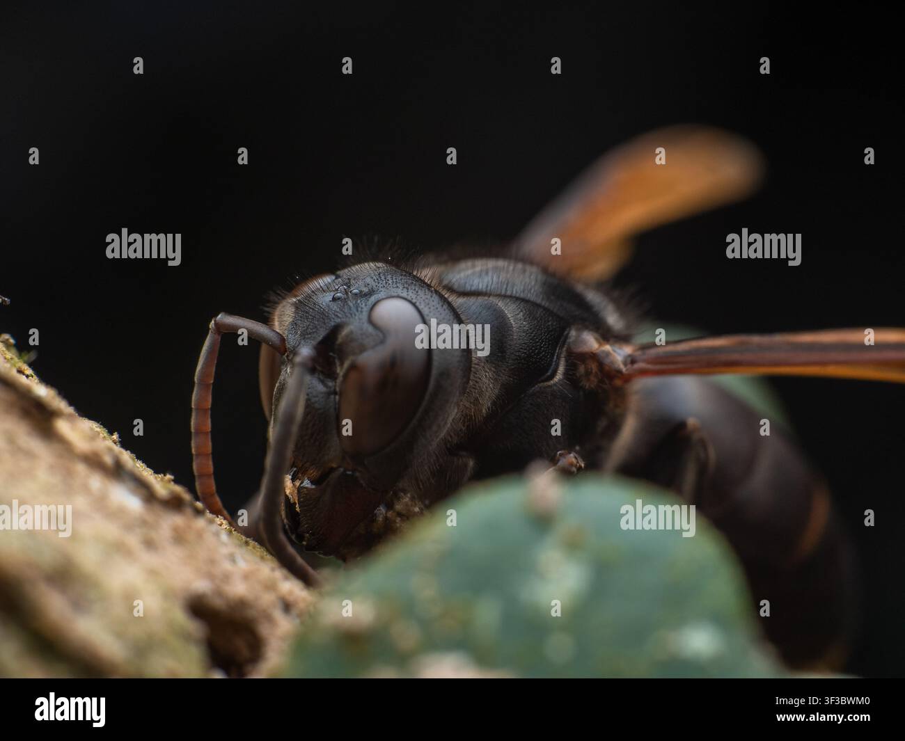 Macro primo piano di una vespa di carta (Polistes sp.) che si nutre sulla corteccia di un albero Foto Stock