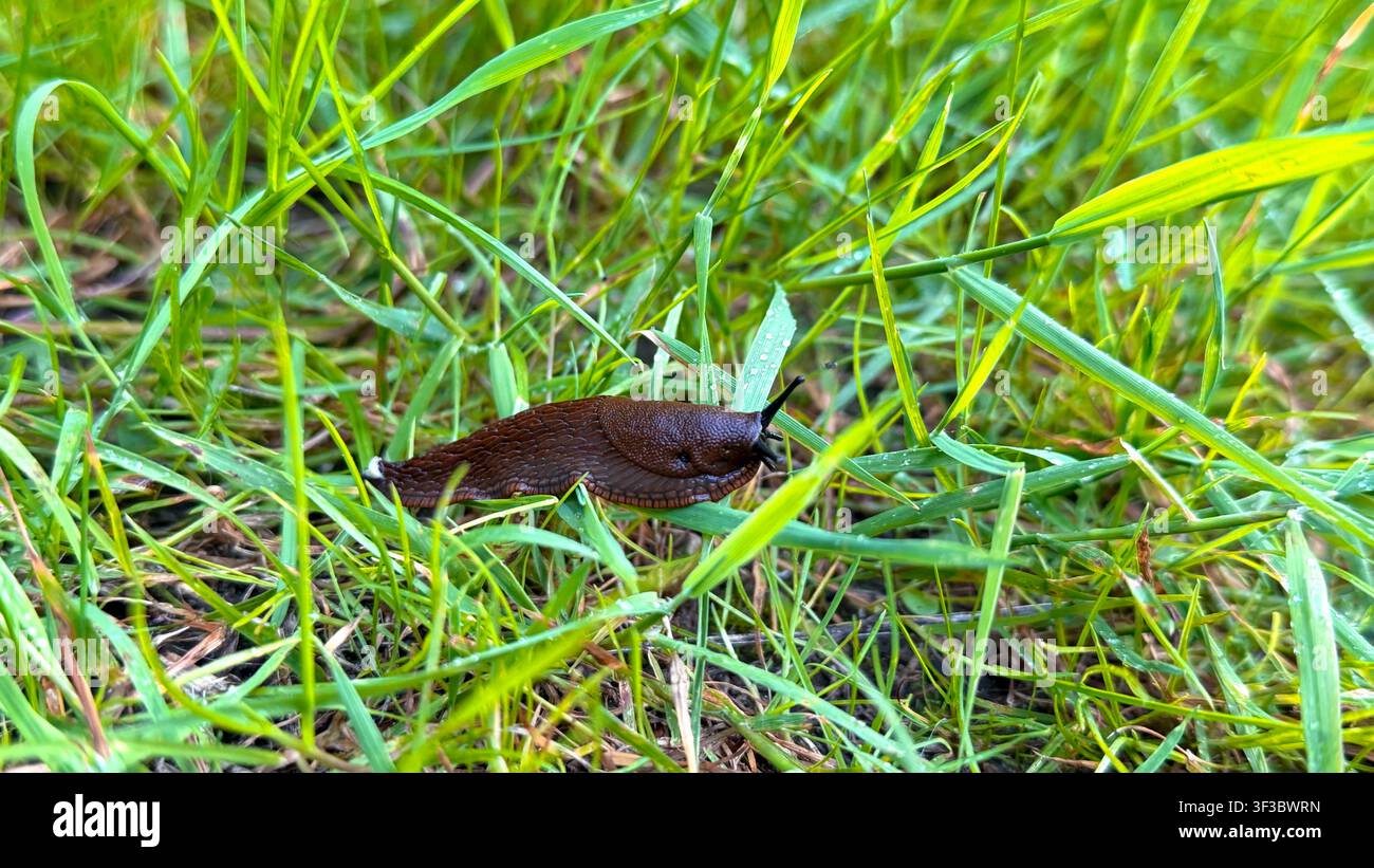 Lumaca di giardino marrone che striscia sull'erba verde con ciuffi e foglie che la circondano in un ambiente naturale all'aperto Foto Stock