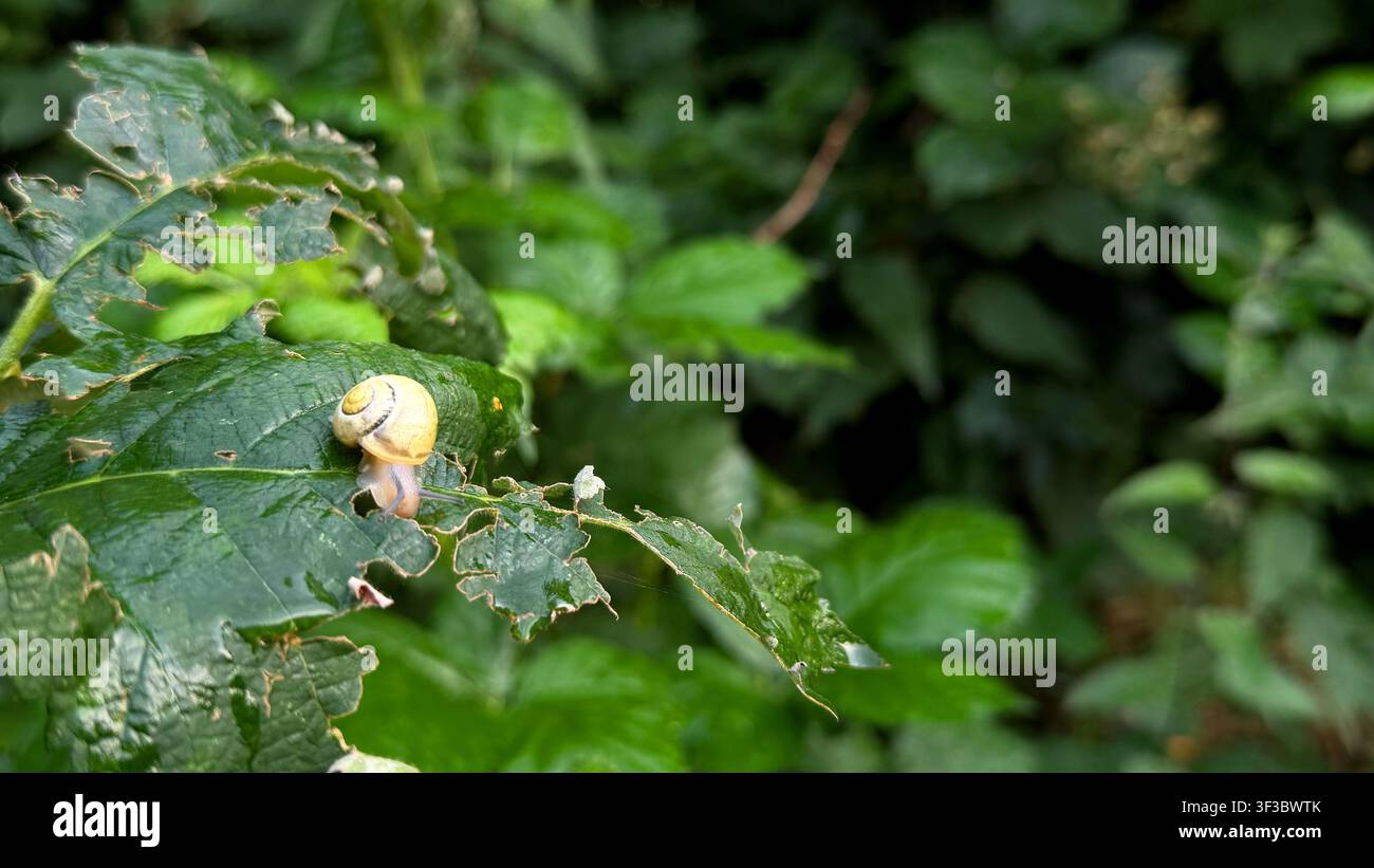 Piccola lumaca gialla che striscia su una foglia verde circondata da una vegetazione lussureggiante in un ambiente naturale all'aperto Foto Stock