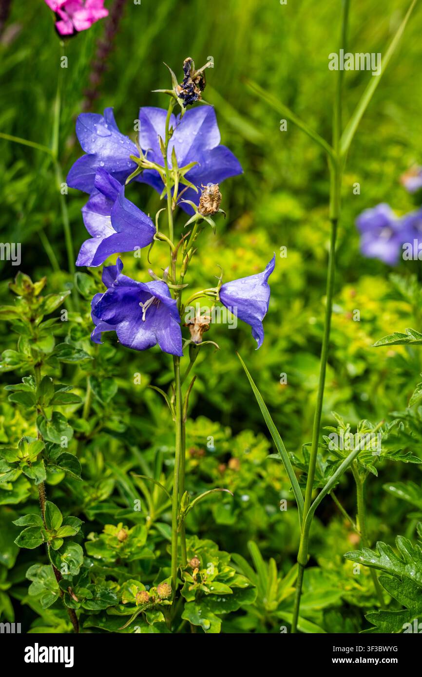 Fiore di Campanula persicifolia viola in fiore nell'Oxford Botanic Garden, un giardino botanico storico dell'Università di Oxford, Oxford, Inghilterra Foto Stock
