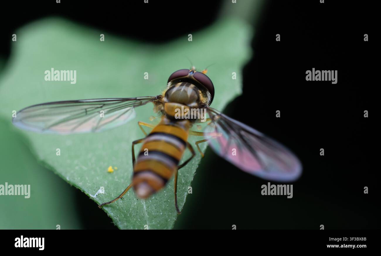 Fotografia macro dettagliata di una mosca volante che riposa su una foglia. Foto Stock