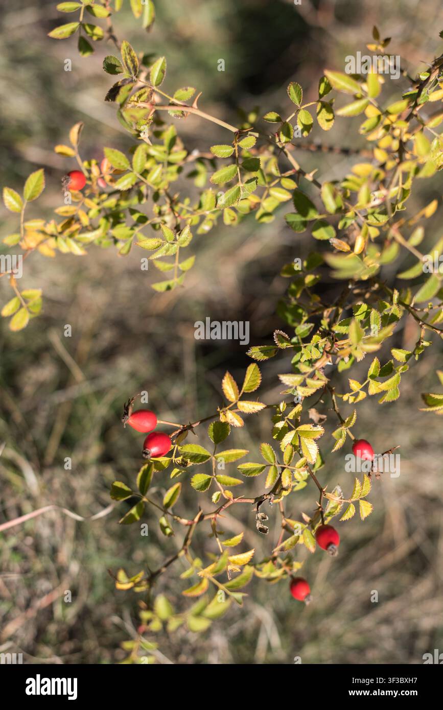 Fotografia verticale di un cespuglio di rosa selvatica con un ramo fruttifero diverso in primo piano. La luce autunnale brillante evidenzia la rosa rossa matura Foto Stock