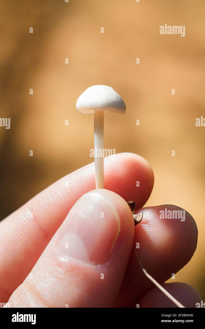 Dita della mano che tengono delicatamente un minuscolo fungo bianco tenero su uno sfondo sfocato. Cura per la natura del pianeta Terra, l'ambiente Foto Stock