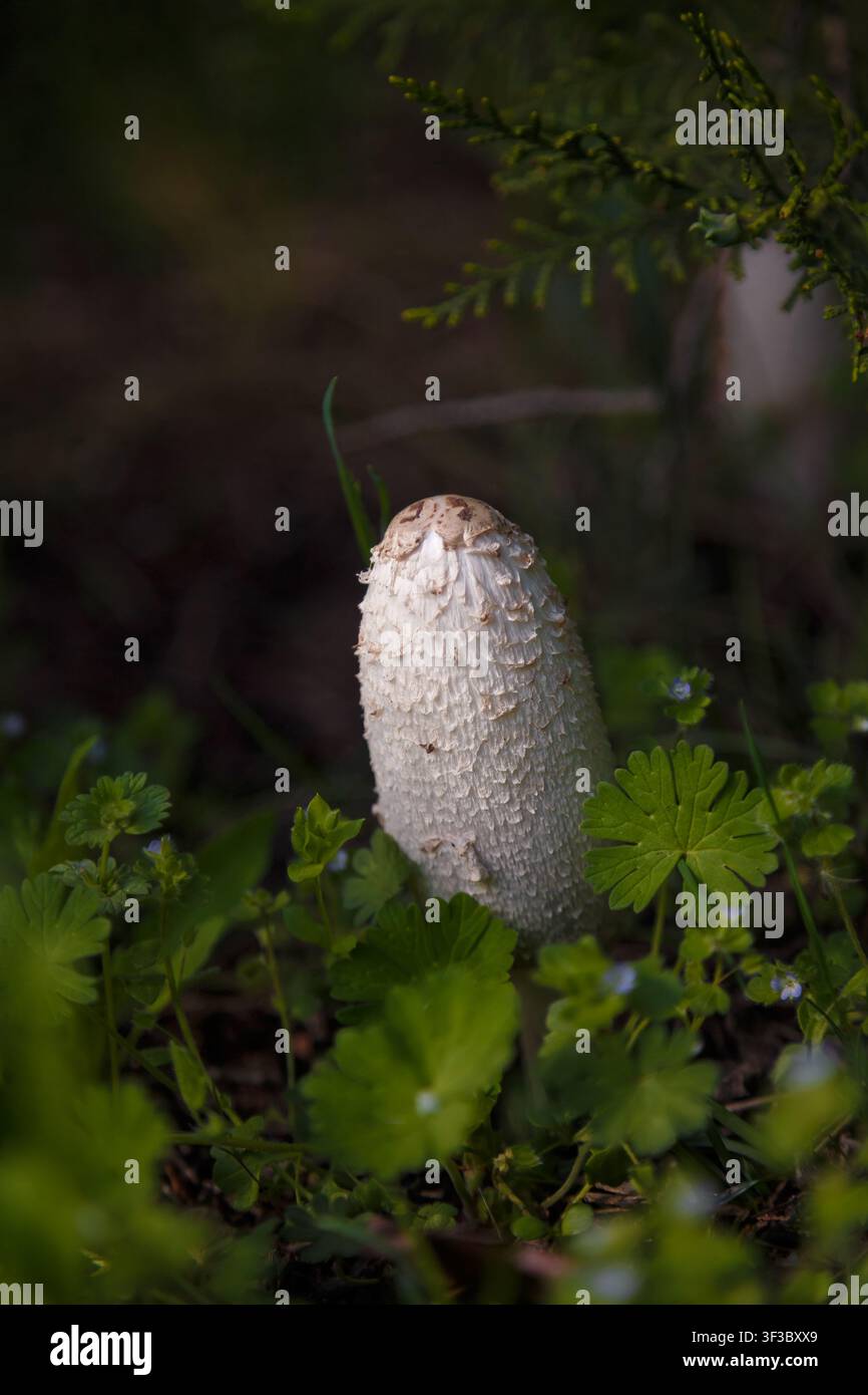 Funghi a cappello irsuti, parrucca da avvocato o Coprinus comatus tra l'erba verde. Macro, messa a fuoco morbida. Foto Stock