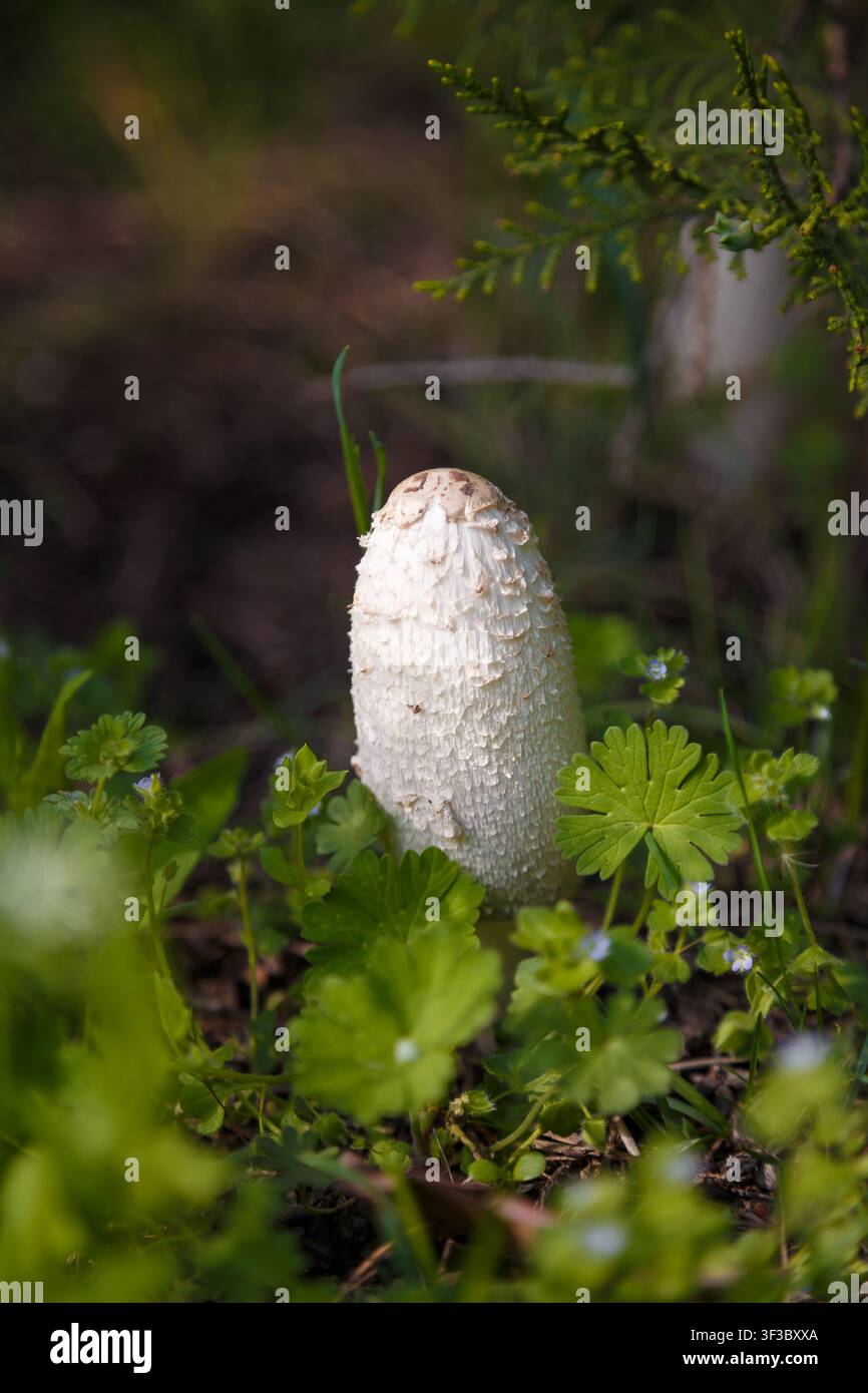 Funghi a cappello irsuti, parrucca da avvocato o Coprinus comatus tra l'erba verde. Macro, messa a fuoco morbida. Foto Stock