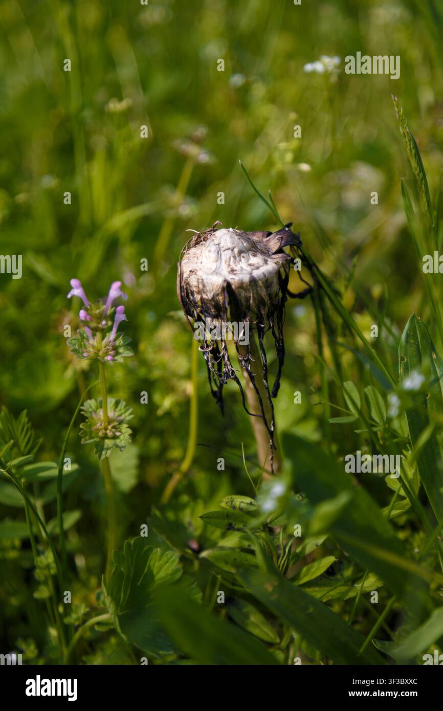Funghi a cappello irsuti, parrucca da avvocato o Coprinus comatus tra l'erba verde. Macro, messa a fuoco morbida. Foto Stock