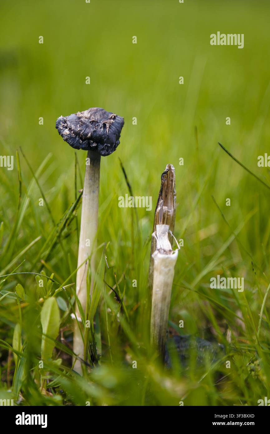 Funghi a cappello irsuti, parrucca da avvocato o Coprinus comatus tra l'erba verde. Macro, messa a fuoco morbida. Foto Stock