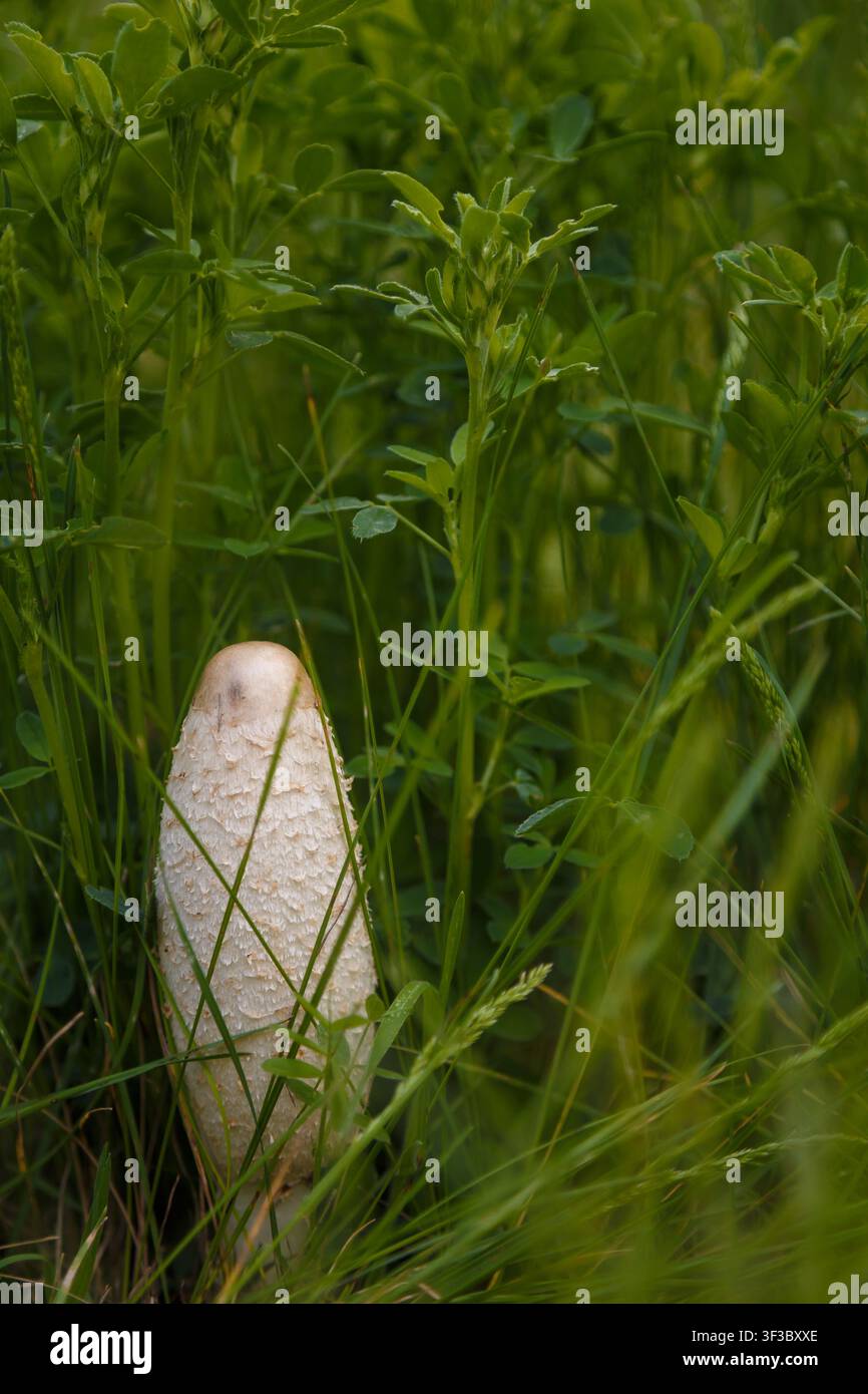 Funghi a cappello irsuti, parrucca da avvocato o Coprinus comatus tra l'erba verde. Macro, messa a fuoco morbida. Foto Stock