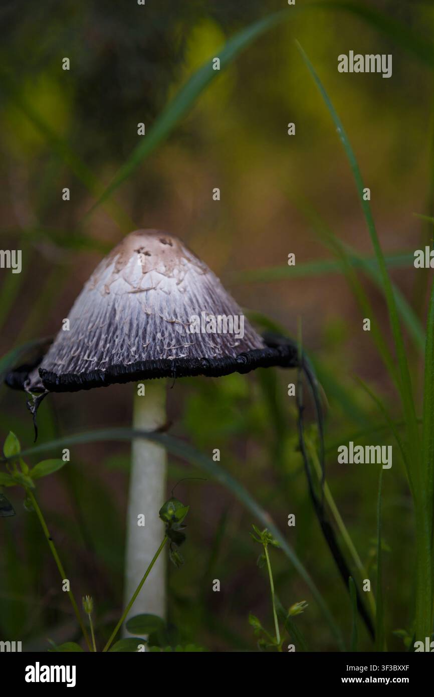 Funghi a cappello irsuti, parrucca da avvocato o Coprinus comatus tra l'erba verde. Macro, messa a fuoco morbida. Foto Stock