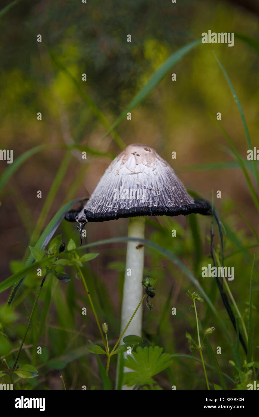 Funghi a cappello irsuti, parrucca da avvocato o Coprinus comatus tra l'erba verde. Macro, messa a fuoco morbida. Foto Stock